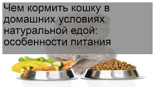 Чем кормить кошку в домашних условиях натуральной едой: особенности питания