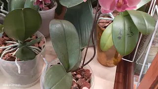 Мои орхидеи из личной коллекции на продажу! 7 января 2024 г.