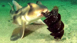 Horn Shark Facts: the BULLHEAD Shark 🦈 Animal Fact Files