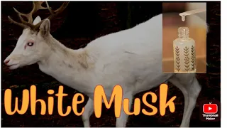 What is white musk ?