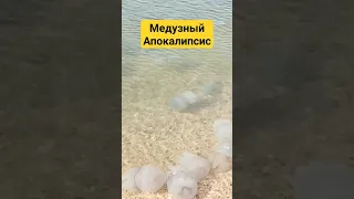 😱😱😱 Медузный Апокалипсис на Азовском море - не дали искупаться 🙈 #медузы #море #газель #врейсе
