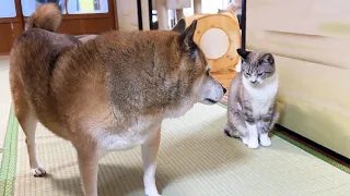 いなくなった猫を探しに探して見つかった時の柴犬はこちらです笑