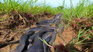 Amazing`` a fisherman catch catfish in dry water fields use only hand