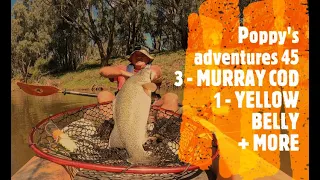 Poppy's adventures 45 - FLOATING PIG WITH CARP FEEDING! MURRAY COD! YELLOW BELLY!