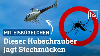 Stechmückenjäger im Einsatz über Hessen  | hessenschau