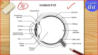 How to Draw Human Eye Diagram / Easy way / Step by step for beginners