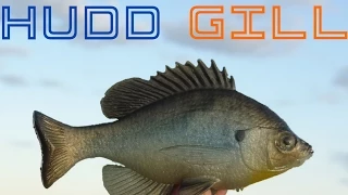 Detailed review of the Huddleston Bluegill