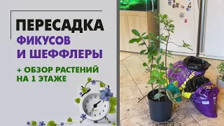 ОБЗОР растений на 1 этаже после пересадок и очередная ПЕРЕСАДКАа шеффлеры и фикусов