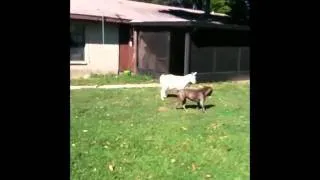 Pitbull vs Goat