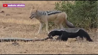 HONEY BADGER VS PYTHON VS JACKAL