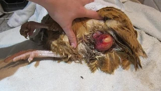 Fixing/treating a chicken prolapse vent & removing a bound egg