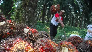 Mokamo Populaire, Kwenda Sakana ve Yo ke mpasi (Si Vetuka)