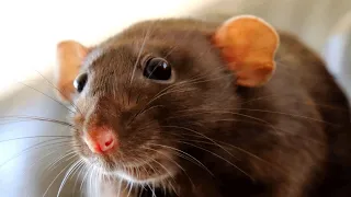 Woman brings home two rats and they start to act like tiny dogs