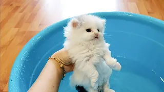 Kitten enjoys first bath!