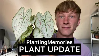 PLANT UPDATE | Houseplant Haul!