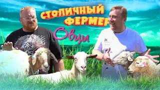 Как живут овцы? О фермерских породах и электропастухе. Столичный фермер