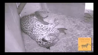 Yorkshire Wildlife Park - Amur Leopard Cubs Preview