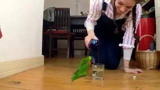 Skipping Lorikeet: The Rain Dance Parrot