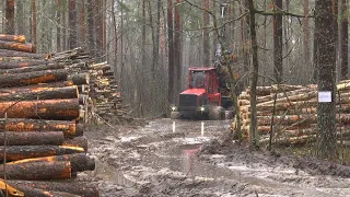 Как лесоводы Мозырщины заготавливают древесину на труднодоступных участках?