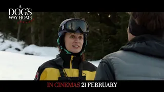 A Dog's Way Home - in cinemas 21 February