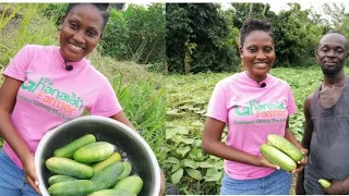 Cucumber Cultivation || Makes You Money Within Two Months || Farmer Tells How