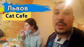 Львовское кошачье кафе "Cat Cafe" Львов глазами туриста