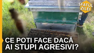 Ce poti face daca ai stupi agresivi ?