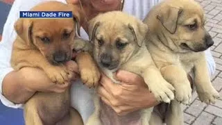 Puppies Rescued From Miami-Dade Cemetery
