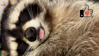 The most charming and attractive raccoon Marcel. Самый обаятельный и привлекательный енот Марсель.