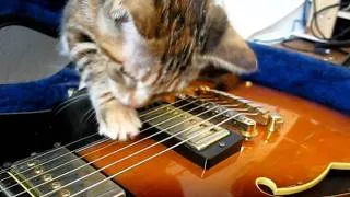 Frisbee Shredding! Cat playing Guitar