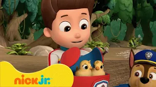 PAW Patrol | ¡Los rescates de bebés animales de PAW Patrol! | Nick Jr. en Español