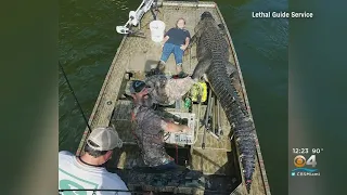 Massive Gator Caught In Georgia