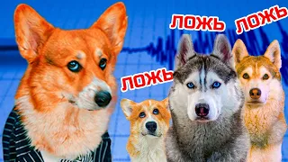 ДЕТЕКТОР ЛЖИ!! Они мне ВСЕГДА ВРАЛИ!! (Корги Кекс) Говорящая собака