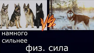 немецкая овчарка VS сибирский хаски