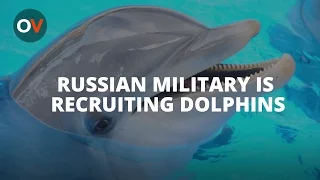 Russian Military Recruits Five "Combat Dolphins"