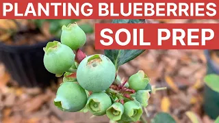 Don't Bother Planting Blueberries in Florida Without This