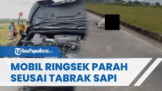 Viral Detik-detik Mobil Tabrak Sapi Nyeberang di Karawang hingga Ringsek Parah