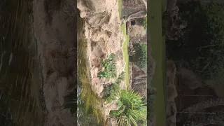 tigre blanco loro parque. Tenerife