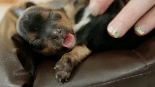 5 Day Old Puppies on Tiny Couches