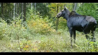 Forest Life Through the Eyes Of A Trail Camera