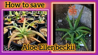 How to save Aloe Ellenbeckii /hybrid aloes // Grow green 445