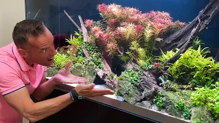 ZERO EFFORT TO KILL SERIOUS ALGAE IN BIG AQUASCAPE?!