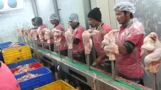 Cone Deboning Conveyor (Boneless) Chicken