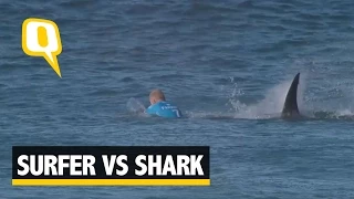 Aussie Surfer Mick Fanning Survives Shark Attack