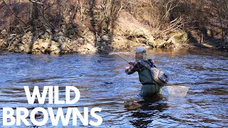 Fly fishing for WILD TROUT (BIG NEWS)
