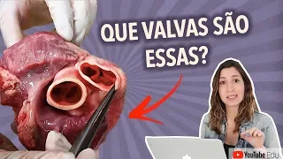 Anatomia do Coração. Valvas Cardíacas | Anatomia etc