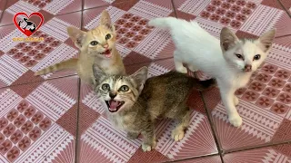Noisy kittens waiting for dinner - Hungry kittens meows and want to eat
