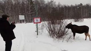 Лось в парке "Лосиный Остров" зимой, Москва