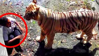 Near Death Animal Experiences - Animal Scary Close Calls | Wild Animals Attack 1