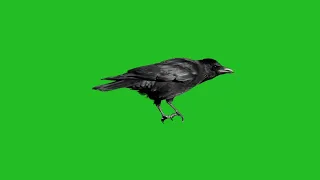 Crow green screen effect no copyright | crow sound effect | By Crazy Editor